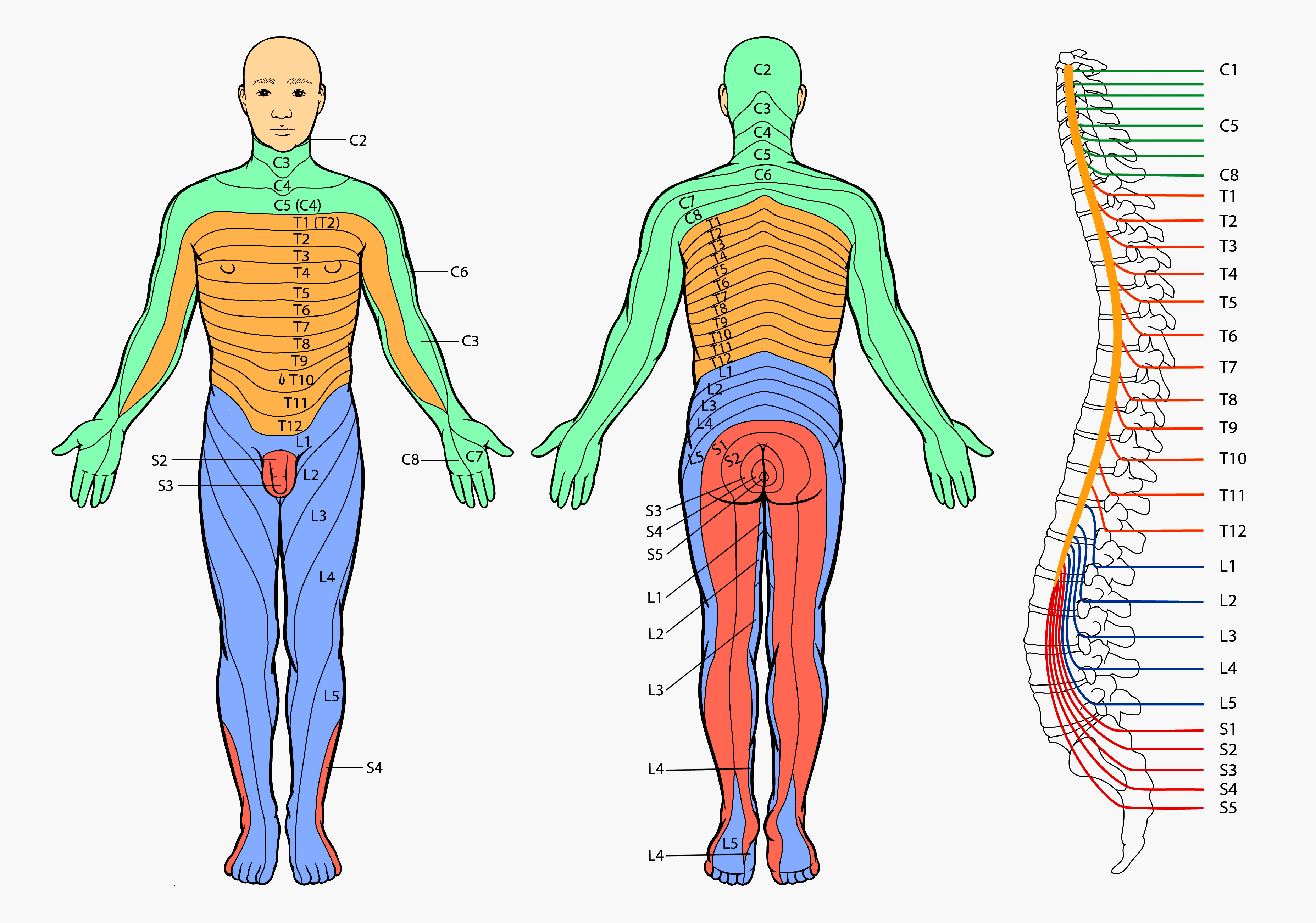 full body dermatome areas. Shows where pain is caused by which dermatomes